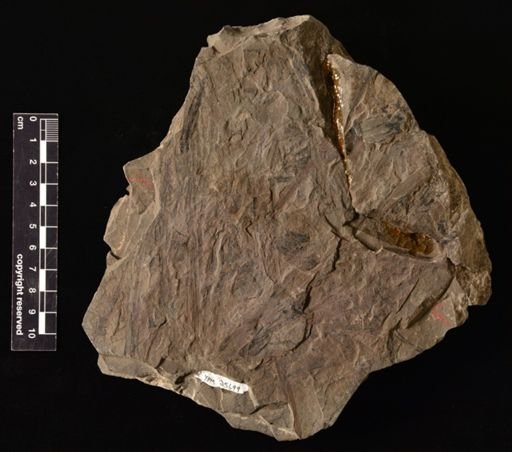 Neocalamites hoerensis