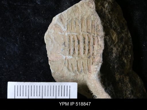 Resserops sp.