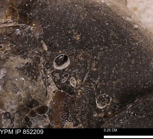 Foraminifera?