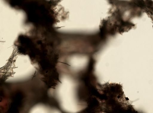 Neofibularia nolitangere