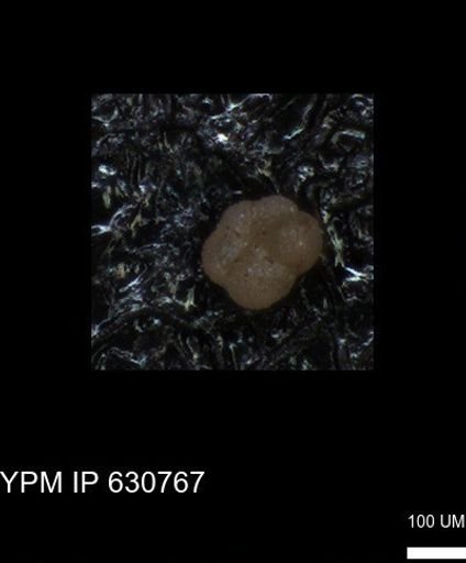 undet. Foraminiferida