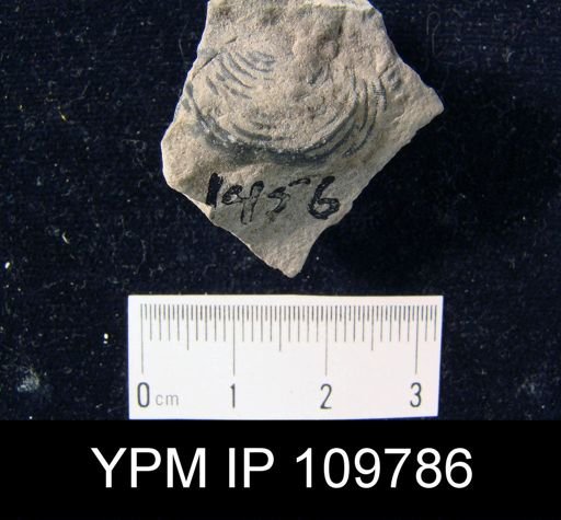 Leptaena rhomboidalis