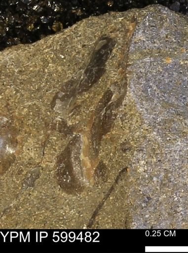 undet. Bivalvia