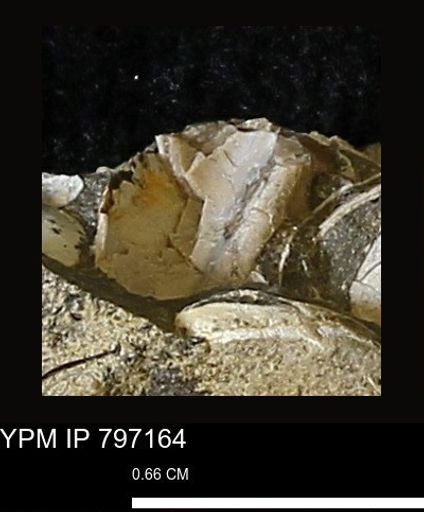 Protocardia