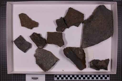 mixed taxa, stratigraphic collection