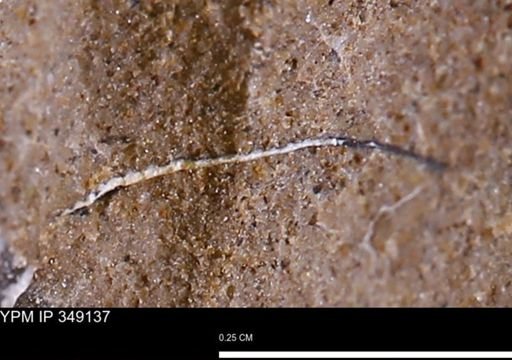undet. Bivalvia