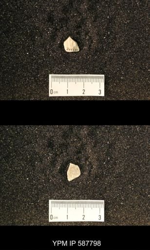 Plectambonites