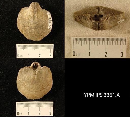 Prionothyris perovalis