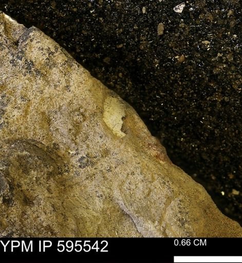 Protocardia sp.