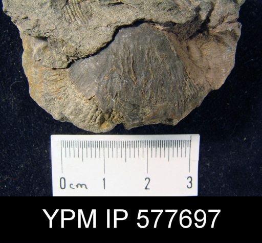 Productus cora