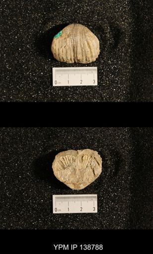 Productus (Dictyoclostus) subcostatus