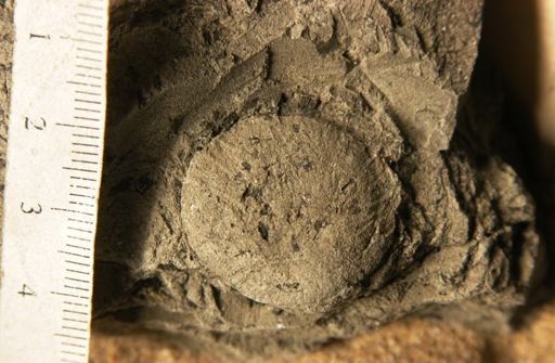 Palmocarpon acrocomioides