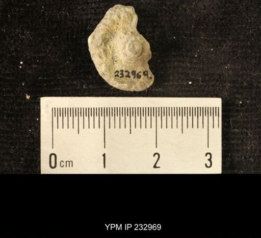 Archaeocidaris sp.