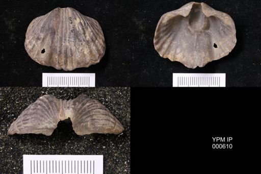 Platystrophia ponderosa