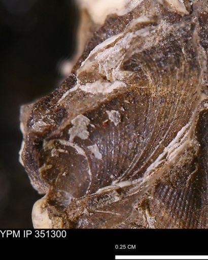 Limopsis striatopunctatus