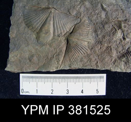 Mucrospirifer sp.