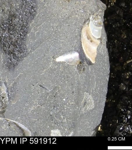 Mollusca