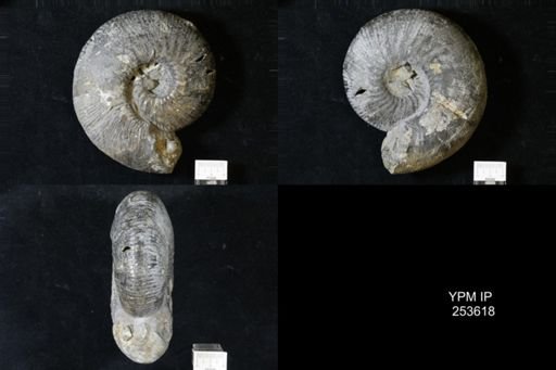 Macrocephalites macrocephalus