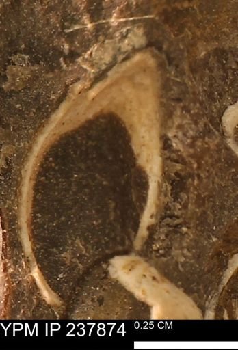 Limopsis striatopunctatus