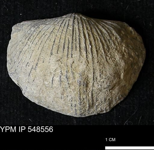 Stropheodonta inflexa?