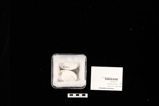 Paleosuchus palpebrosus