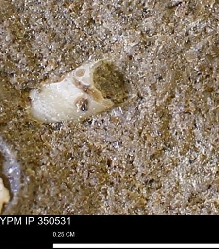undet. Mollusca