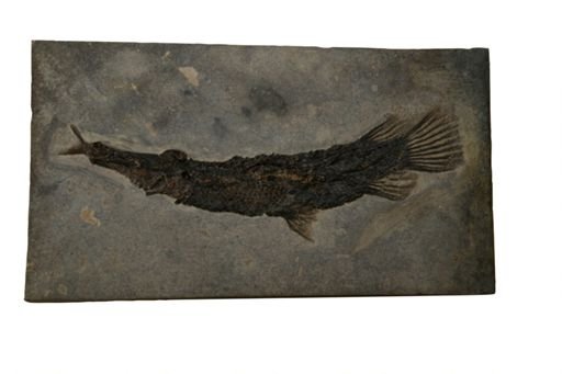 Lepisosteus simplex