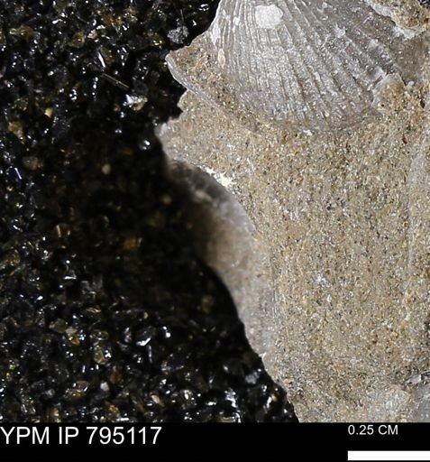 undet. Bivalvia