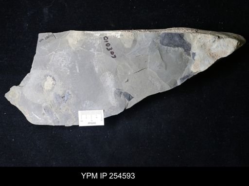 Eurypterida