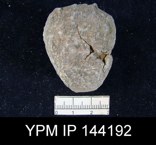 Productus (Linoproductus) lineatus