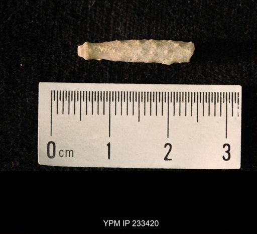 Archaeocidaris sp.
