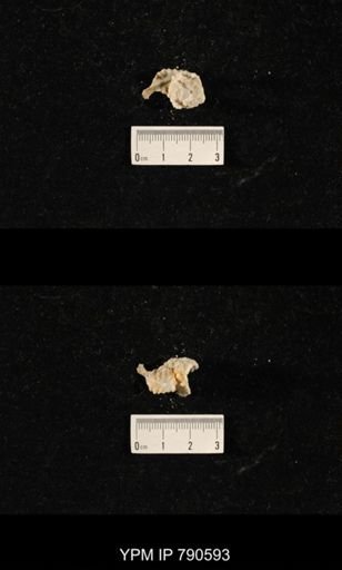 undet. Bryozoa