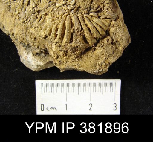 Spiriferina spinosa