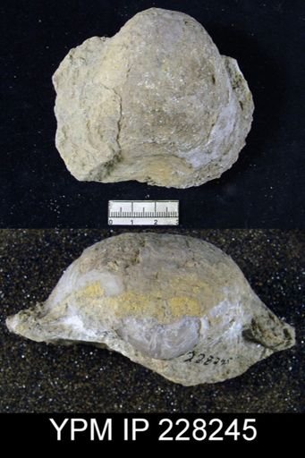 Juresania ovalis