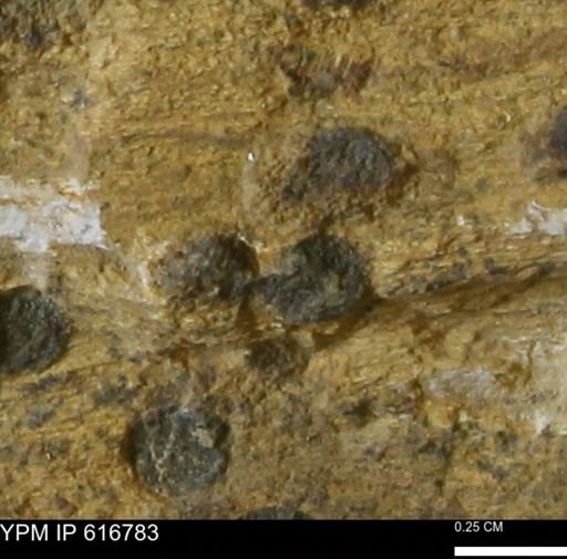 Teredo sp.