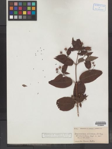 Plantae