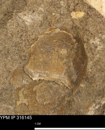 undet. Gastropoda