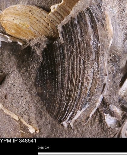 Limopsis striatopunctatus