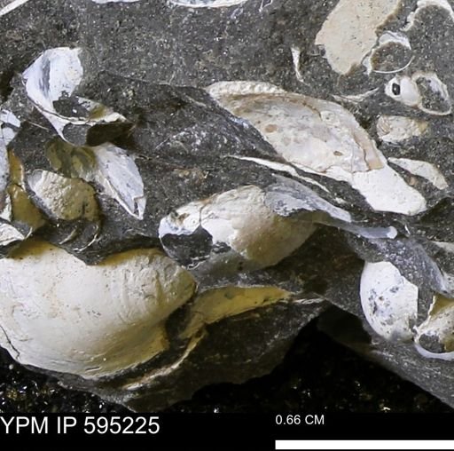 Protocardia sp.