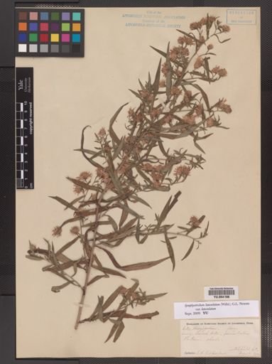 Symphyotrichum lanceolatum lanceolatum