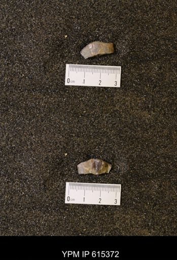 Baculites sp.