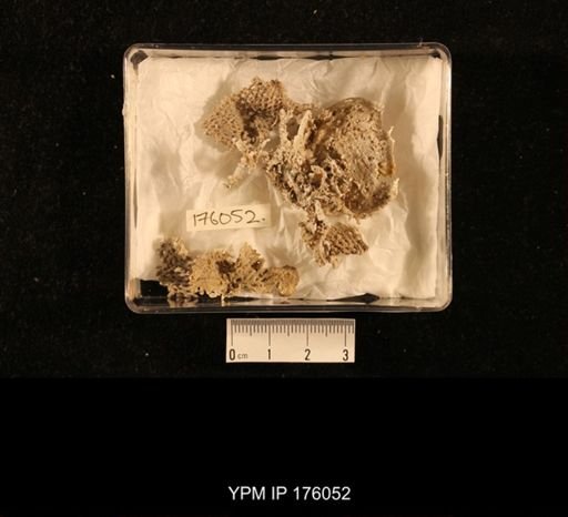 undet. Fenestellidae