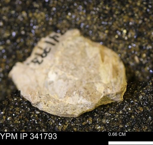 Scaphites?
