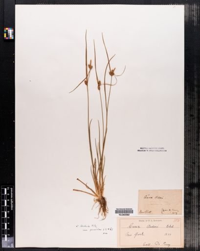 Carex viridula