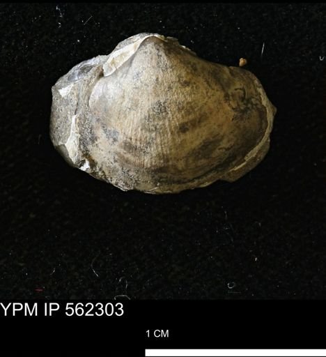 Limopsis striatopunctatus