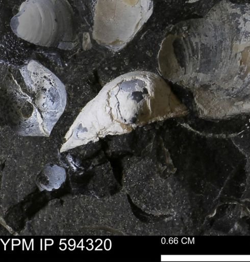 undet. Bivalvia