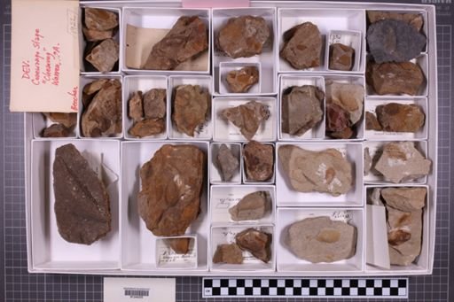 mixed taxa, stratigraphic collection