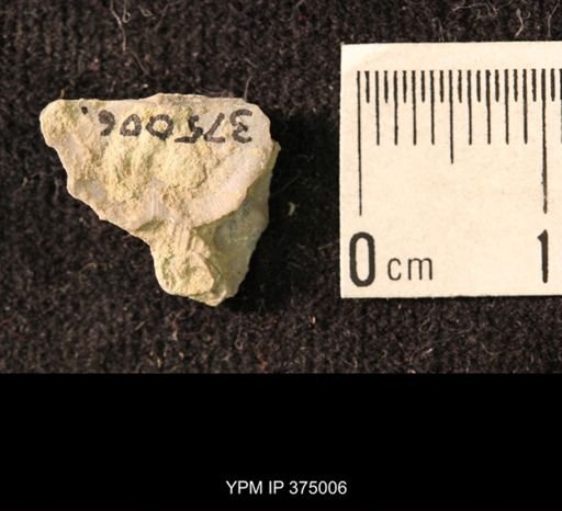 Chonetina flemingi var. alata