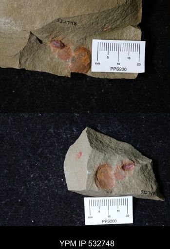 undet. Xiphosurida