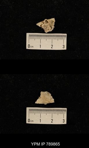undet. Brachiopoda